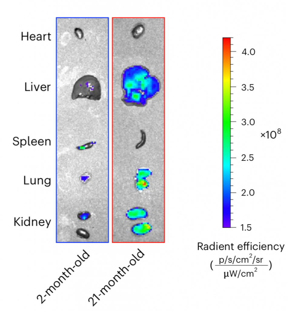 Old (21-month-old) mice exhibit senescent cells, indicated by fluorescence intensity (Radient efficiency), in the liver, lungs, and kidneys, but not in the heart and spleen, when compared to young (2-month-old) mice.