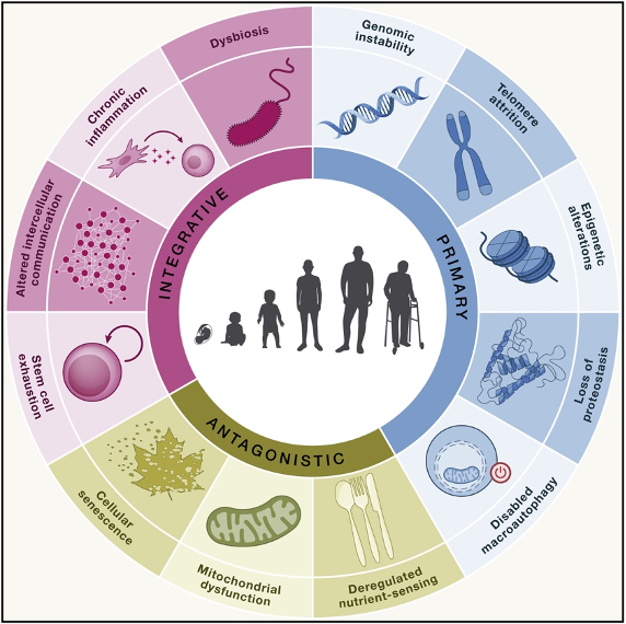 Scientists Identify Hallmarks of Aging that Can Be Reversed with