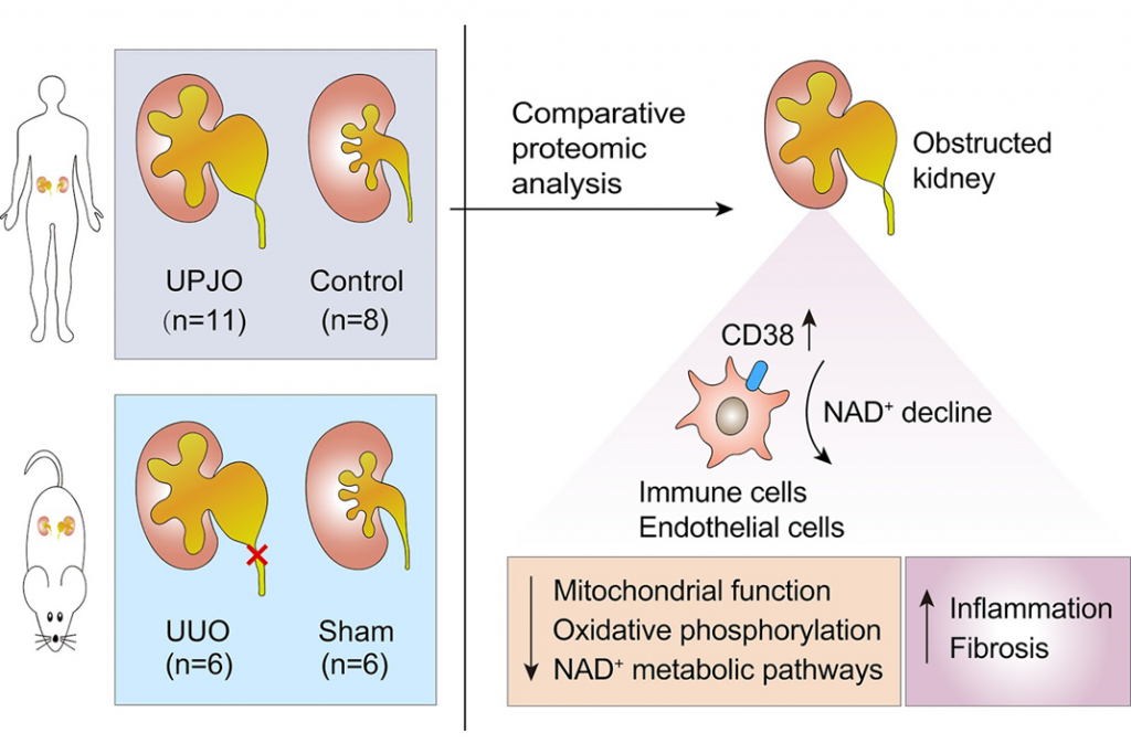 NAD+ Decline Identified as a Therapeutic Target for Kidney Injury