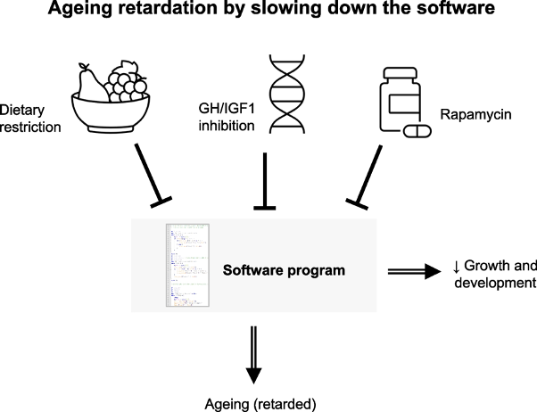 Slowing Aging through Developmental Program Inhibition: Dietary Restriction, GH/IGF1 Inhibition, and Rapamycin Effects on Growth and Aging