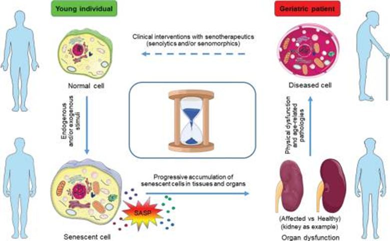 Fisetin is a senotherapeutic that extends health and lifespan - eBioMedicine