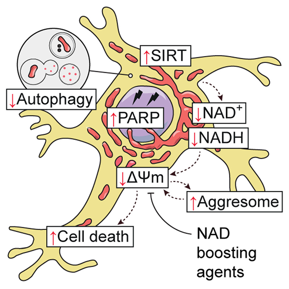 Latest MIT Study Shows NMN and NR Are Potential Targets for Neurodegenerative  Diseases