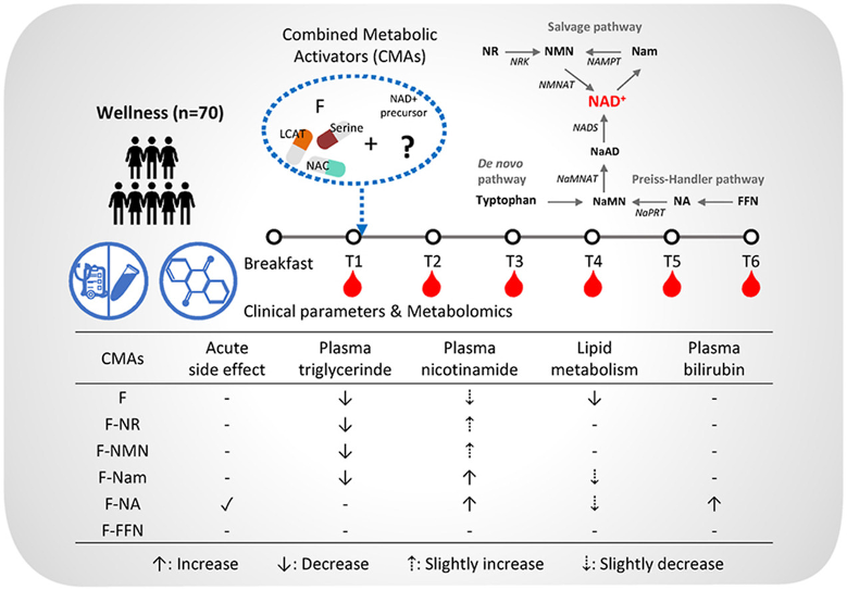 This study examined the effects of different precursor combinations on blood fats, NAD+ levels, lipid metabolism, and plasma bilirubin in seventy adults. The participants were divided into three groups: placebo, CMA without a precursor (F), and CMA with one of five precursors (F-NR, F-NMN, F-Nam, F-NA, or F-FFN). Blood samples were collected at six time points (T1-T6). Only the F-NA combination caused side effects, specifically flushing. The study analyzed the impact of each group on plasma triglycerides, plasma nicotinamide (NAD+ boosting), lipid metabolism, and plasma bilirubin. The image also shows the three NAD+ synthesis pathways: Salvage, De novo, and Preiss-Handler.




