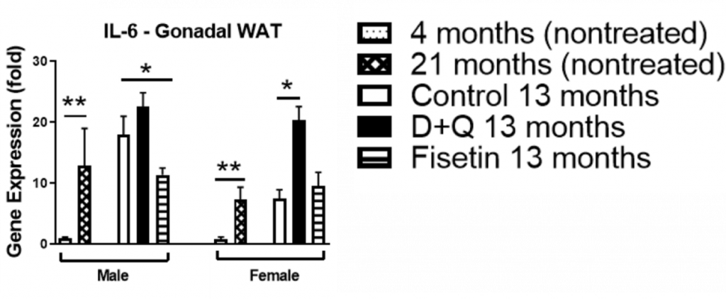 Differential Effects of D+Q and Fisetin on Inflammation in Male and Female Mice

Note: As the provided description contains complex visual elements, it may be helpful to provide a simplified version of the alt text for accessibility purposes. Here is a simplified version:

Simplified Alt Text: Differential Effects of D+Q and Fisetin on Inflammation: D+Q treatment increases IL-6 in females but not males, while fisetin reduces IL-6 in males but has no significant effect on females.