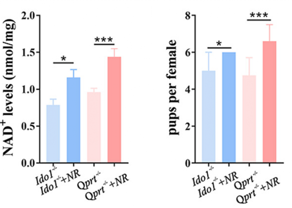 NR Raises Ovary NAD+ Levels and Increases Litter Size: Comparison of NAD+-deficient mice (Ido1-/- and Qprt-/-) and NAD+-deficient mice supplemented with NR (Ido1-/-+NR and Qprt-/-+NR). NR supplementation leads to higher ovarian NAD+ levels (right) and increased litter size (right), indicating improved fertility.