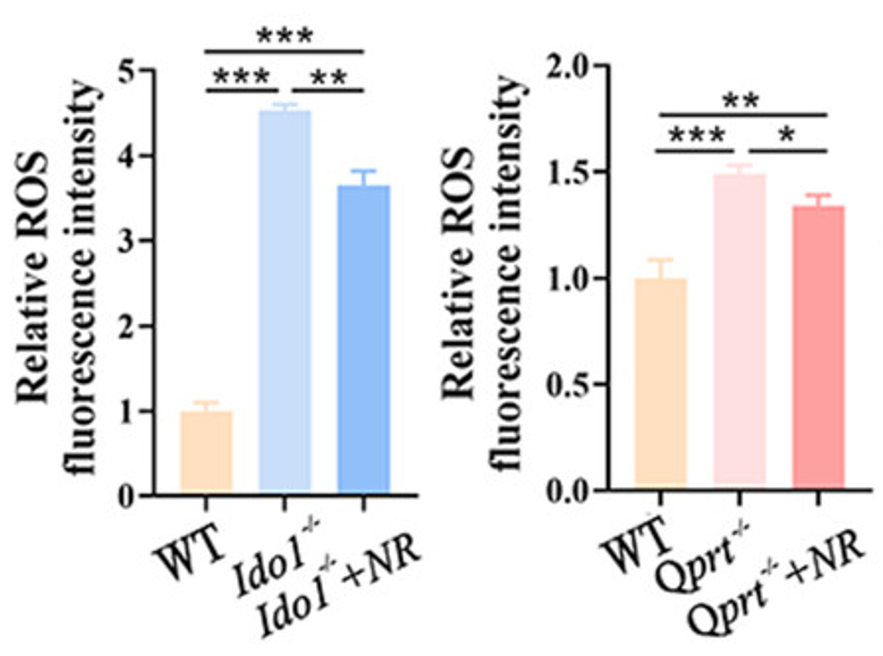 NR Quenches Oocyte Mitochondrial Dysfunction: Comparison of NAD+-deficient mice (Ido1-/- and Qprt-/-) and NAD+-deficient mice supplemented with NR (Ido1-/-+NR and Qprt-/-+NR). NR supplementation leads to decreased oocyte mitochondrial ROS levels (Relative ROS fluorescence intensity), indicating improved mitochondrial function.