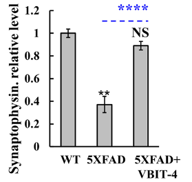 VBIT-4 Prevents Neuronal Loss: Synaptophysin Levels in Alzheimer's Mice (5XFAD) Compared to Normal Mice (WT). Alzheimer's mice exhibit a 3-fold decrease in synaptophysin, a protein marker for neurons. However, treatment with VBIT-4 (5XFAD + VBIT-4) prevents this neuronal loss.