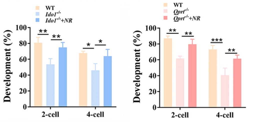 NR Increases Embryonic Development Potential: Comparison of NAD+-deficient mice (Ido1-/- and Qprt-/-) and NAD+-deficient mice supplemented with NR (Ido1-/-+NR and Qprt-/-+NR). NR supplementation leads to higher rates (Development) of 2-cell and 4-cell embryos, indicating improved embryonic development potential.