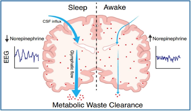 Sleep-Induced Metabolic Waste Clearance. The graphic depicts the role of sleep in facilitating metabolic waste clearance from the brain through the glymphatic system. It contrasts the decrease in norepinephrine during sleep, enabling waste removal, with higher norepinephrine levels during wakefulness, where waste clearance is less efficient.
