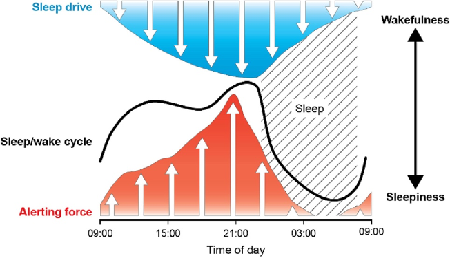The Sleep/Wake Cycle and Master Clock Control. The diagram illustrates the sleep/wake cycle, with the opposing forces of sleep drive and alerting forces, regulated by the master clock in the brain.