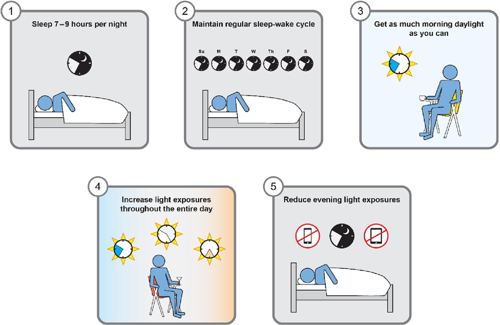 Enhancing Circadian Rhythm Alignment. The graphic outlines strategies for aligning circadian rhythms with the natural light-dark cycle, including consistent 7 to 9 hours of nighttime sleep, regular sleep and wake times, early morning sunlight exposure upon awakening, continuous daylight exposure, and diminishing light exposure approximately 2 hours prior to sleep.