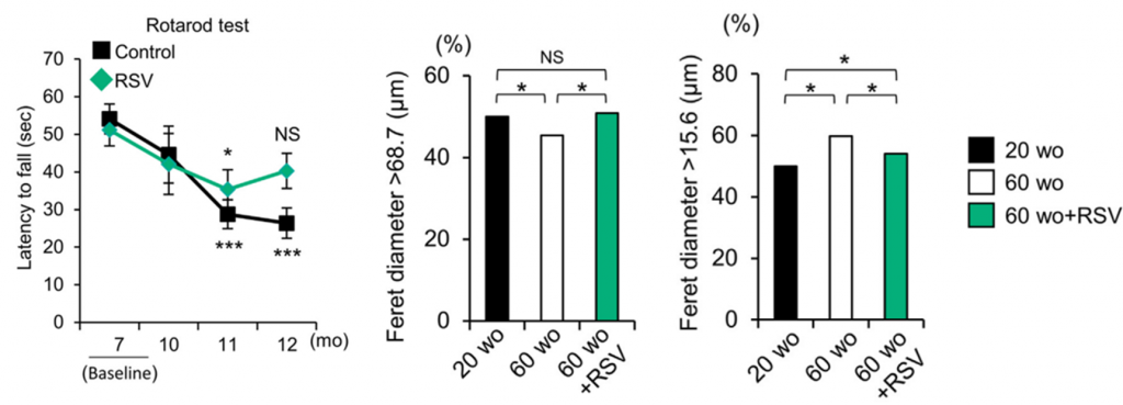 Resveratrol improves motor function and muscle size while reducing cardiac muscle hypertrophy. Treated mice (green) show increased coordination on the rotating rod compared to untreated mice (black). Treated mice (60 wo+RSV) exhibit larger tibialis anterior muscles (middle) and smaller hearts (right) compared to untreated mice (60 wo).