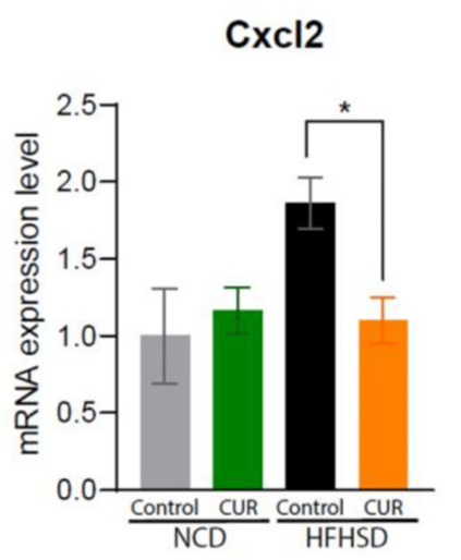 "Curcumin's Anti-Inflammatory Effect: Comparison of High Fat and High Sugar Diet (HFD) with Curcumin Treatment in Aged Mice. The HFD diet doubled the gene activity of inflammatory protein CXCL2, but curcumin prevented this marked increase in gene activation.