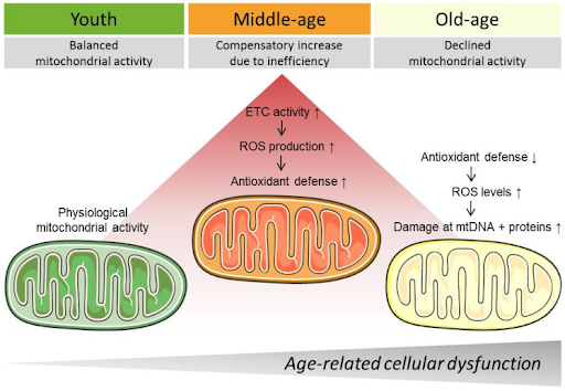 Age-Related Mitochondrial Decline: Electron Transport Chain (ETC) Activity and Reactive Oxygen Species (ROS) Production. In middle age, increased ETC activity indicates mitochondria working harder, resulting in elevated ROS production. With advancing age, mitochondria struggle to sustain this increased activity, leading to damage in mitochondrial DNA (mtDNA) and proteins.