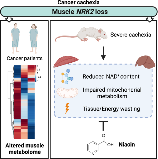 Graphic depicting the impact of NAD+-synthesizing NRK2 gene loss in cancer patients and mouse models. The diagram shows cancer model mice with reduced NAD+, impaired mitochondria, and disrupted energy balance in skeletal muscle and liver. Niacin treatment is depicted as largely blocking these effects, restoring cellular energy dynamics