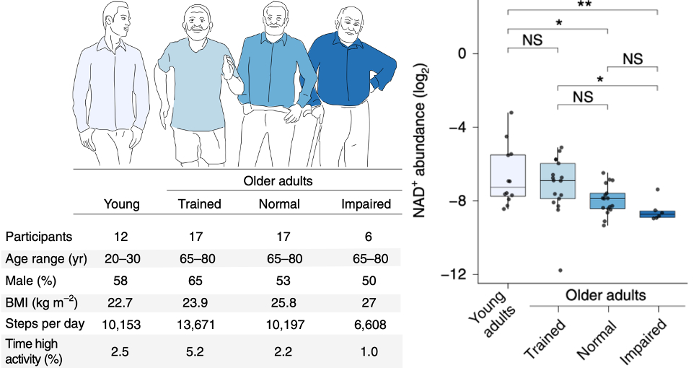 NAD+ Levels in Older Adults and Exercise Effect. The visual portrays the potential impact of exercise on NAD+ levels in older adults. Trained older individuals exhibit NAD+ levels similar to young adults, while NAD+ levels are reduced in both normal and impaired older adults.