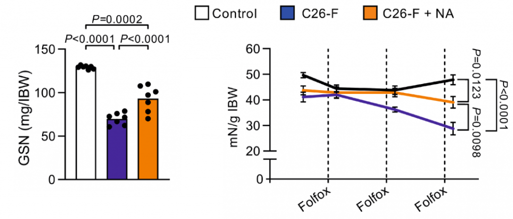 Niacin Mitigates Cachexia Symptoms in Animal Model. The illustration shows a comparison between normal mice (white) and colon cancer mice treated with Folfox chemotherapy (purple). The colon cancer mice exhibit reduced gastrocnemius (GSN) calf muscle and decreased grasping strength (mN/g). However, treatment with niacin (C26-F + NA) effectively prevents muscle loss and enhances grasping strength, as demonstrated after approximately 3 weeks.