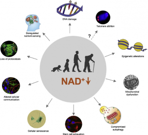 Unlocking Human Longevity: Mayo Clinic Scientists Fuse NAD Boosters And ...