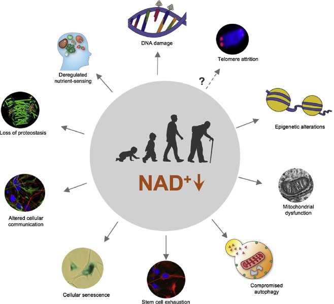 NAD+ Depletion and Aging. The illustration highlights the connection between low NAD+ levels and multiple aging-associated characteristics or hallmarks.