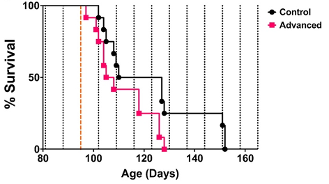  Impact of Disrupted Circadian Rhythms on Stroke. The illustration demonstrates that hypertensive rats with disrupted circadian rhythms (pink, labeled as "Advanced") experience earlier stroke onset and mortality compared to hypertensive rats with regular circadian rhythms (black, labeled as "Control").