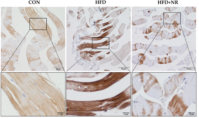  NR Mitigates Muscle Damage from High-Fat Diet. The illustration contrasts mice on a normal diet (CON) with mice on a high-fat diet (HFD), highlighting increased muscle damage (oxidative stress) represented by brown staining. In contrast, mice on a high-fat diet given NR (HFD+NR) exhibit reduced muscle damage, as evidenced by lesser staining.