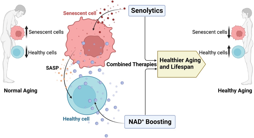 Senolytics and NAD+ Boosters for Enhanced Aging and Lifespan. The graphic portrays the role of senolytics in eliminating senescent cells and NAD+ boosters in rejuvenating cellular health, counteracting the accumulation of senescent cells and potential decline in cellular function associated with normal aging, and potentially delaying or preventing high-mortality diseases.