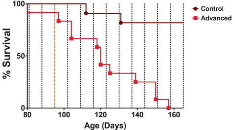 Time-Restricted Feeding and Stroke Survival. The image depicts that hypertensive rats with intact circadian rhythms following a time-restricted diet (magenta, labeled as "Control") experience delayed stroke onset and mortality compared to hypertensive rats with disrupted circadian rhythms on the same diet (red, labeled as "Advanced"). This suggests that while time-restricted feeding provides some protective effect, it may not entirely mitigate the impact of circadian disruption.