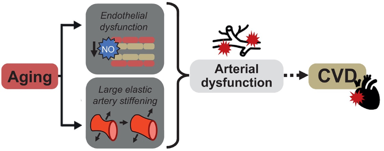 Arterial Dysfunction and Aging. The illustration depicts the impact of aging on arteries. Endothelial cells, a layer within blood vessels, produce nitric oxide (NO) to prompt artery dilation. With age, NO production decreases, contributing to arterial dysfunction and the risk of cardiovascular disease (CVD).
