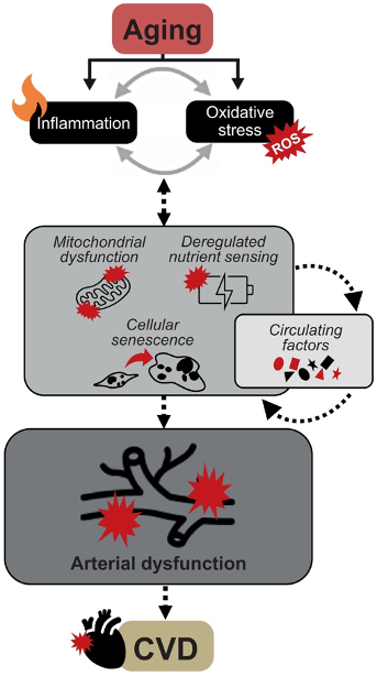 Image: Cellular Defects Contributing to Age-Related Cardiovascular Disease (CVD). The graphic illustrates cellular anomalies that contribute to the development of cardiovascular disease (CVD) with advancing age.