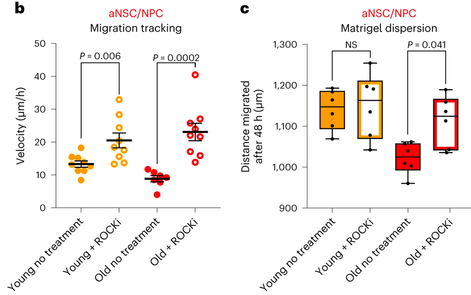 Enhanced Migration Speed of Activated Neural Stem Cells with ROCK Inhibition. The plots represent measurements of migration speed (left) and distance (right) of cultured brain stem cells from both young and aged mice. The brain stem cells were treated with a ROCK inhibitor (ROCKi), highlighting the effect of ROCK inhibition on promoting migration speed in activated neural stem cells.