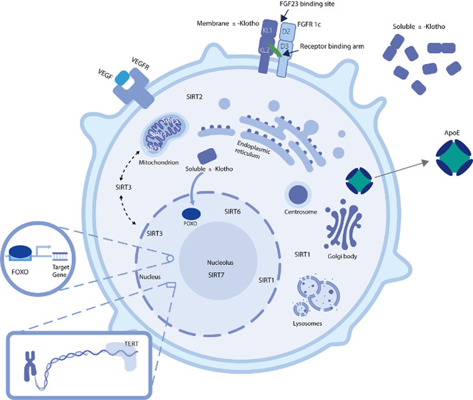 Diagram of Proteins from Aging-Associated Genes in Cellular Components. The schematic depicts proteins coded by genes linked to aging, arranged within different cellular components.