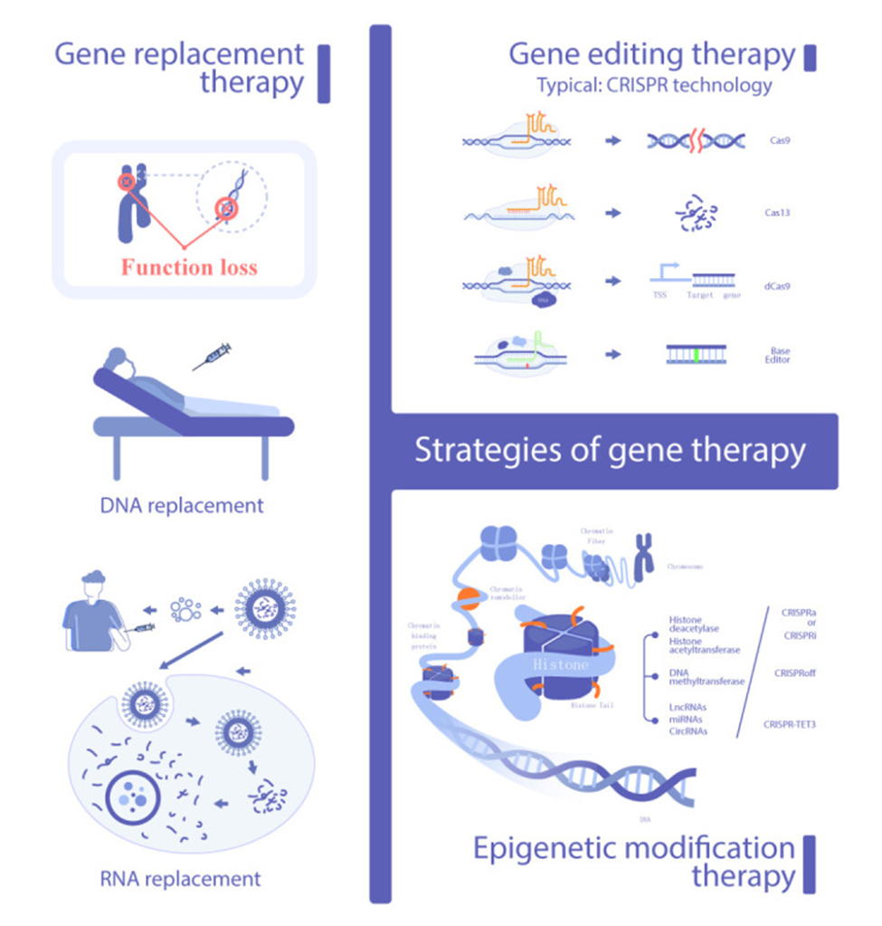 Gene Therapy Approaches. The graphic illustrates various gene therapy strategies, encompassing gene replacement therapy, functional RNA replacement, gene editing therapy, and epigenetic modification therapy.