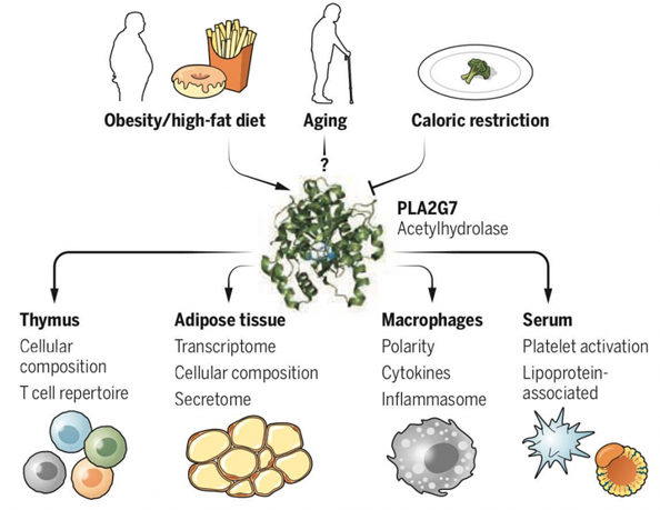 Inflammatory Response Modulation by PLA2G7. The diagram illustrates the role of PLA2G7 in mediating inflammatory responses. Caloric restriction suppresses the PLA2G7 gene, resulting in enhanced thymus function and reduced inflammation.