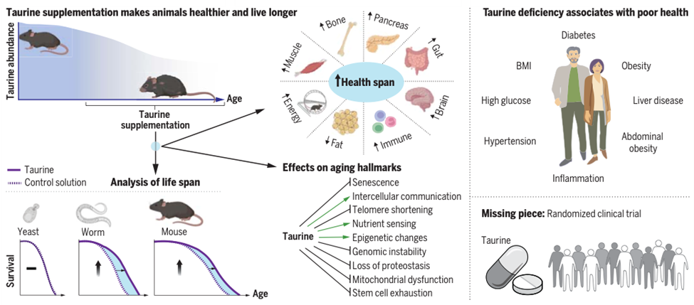 Taurine's Impact on Aging. The diagram highlights the relationship between taurine deficiency and accelerated aging. The decline of taurine levels in blood with age is depicted (top left). Elevating taurine levels extended healthy lifespan in mice and worms but not yeast (bottom left and top middle). Taurine supplementation influenced some aging indicators (middle). Reduced taurine in humans is associated with various diseases (top right). To assess taurine's potential to slow aging in humans, a randomized, controlled clinical trial is necessary (bottom right).