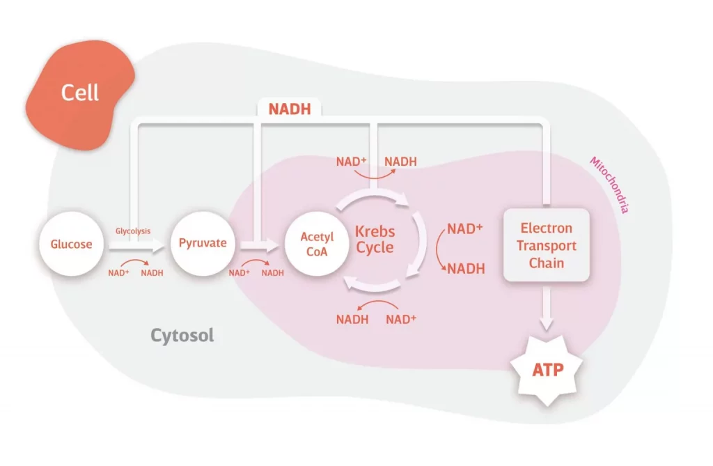  NAD+ Role in Cellular Energy Generation. NAD+ captures electrons to form NADH, which transports electrons to the mitochondria's electron transport chain. This process facilitates the production of cellular energy in the form of ATP.