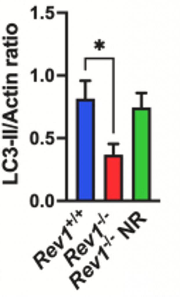 NR Rescues Autophagy Deficits: Stressed Cells (Rev1-/-) Exhibit Lower LC3-II/Actin Ratio, Mitigated by NR Treatment (Rev1-/- NR)