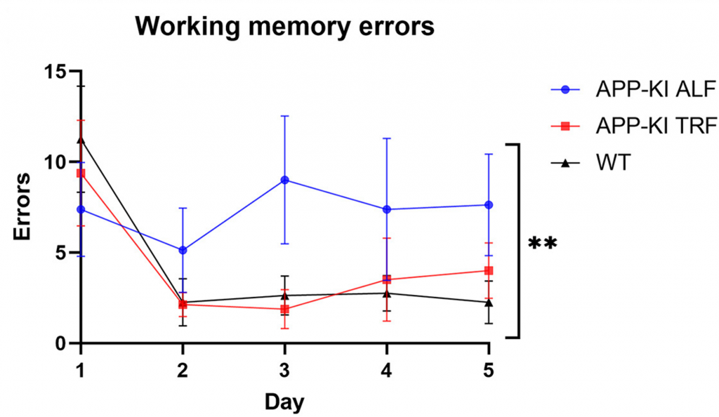 Time-Restricted Feeding (TRF) Protects Against Memory Loss. AD mice fed a regular diet (blue) exhibit increased working memory errors compared to normal mice (black), indicative of memory loss. However, AD mice on a TRF diet (red) show a similar number of errors as normal mice, suggesting prevention of memory decline.