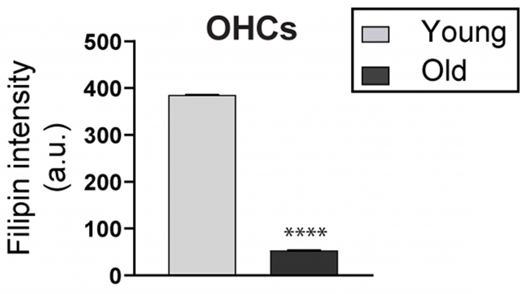 Comparison of cholesterol levels in the outer hair cells (OHC) of young and old mice. Old mice show reduced filipin protein, a cholesterol marker, in their OHCs, which are sensory cells in the ear essential for hearing.