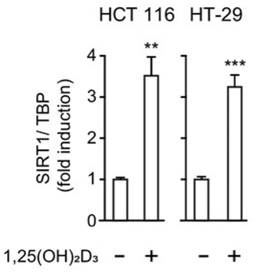  Vitamin D Enhances SIRT1 Levels in Colorectal Cancer Cells. In both male (HCT 116) and female (HT-29) colorectal cancer cells, SIRT1 levels (SIRT1/TBP) double following exposure to calcitriol (1,25(OH)2D3), the active metabolite of vitamin D.