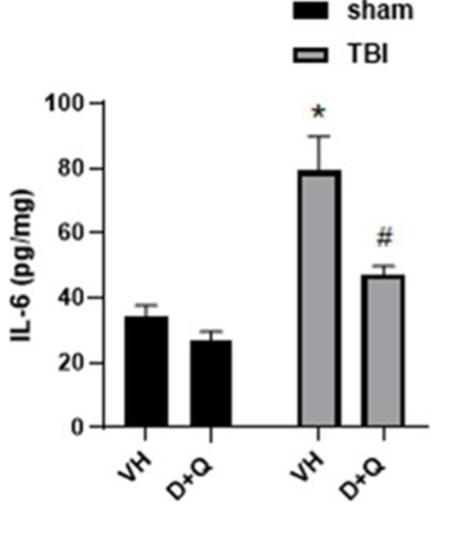 Senolytic Therapy Decreases Brain Inflammation: D+Q Treatment Leads to Lower IL-6 Levels in TBI Mouse Brains, Signifying Diminished Inflammation