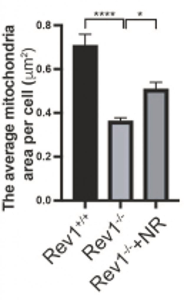 NR Mitigates Mitochondrial Abnormalities: Stressed Cells (Rev1-/-) Show Reduced Mitochondrial Area, Improved by NR Treatment (Rev1-/- NR)