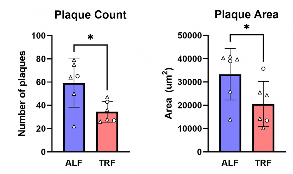 Time-Restricted Feeding (TRF) Reduces Amyloid Plaques in AD Mice. AD mice on a TRF diet (red) exhibit fewer and smaller amyloid plaques compared to AD mice fed a regular diet (blue), indicating the potential reduction of amyloid plaque accumulation."