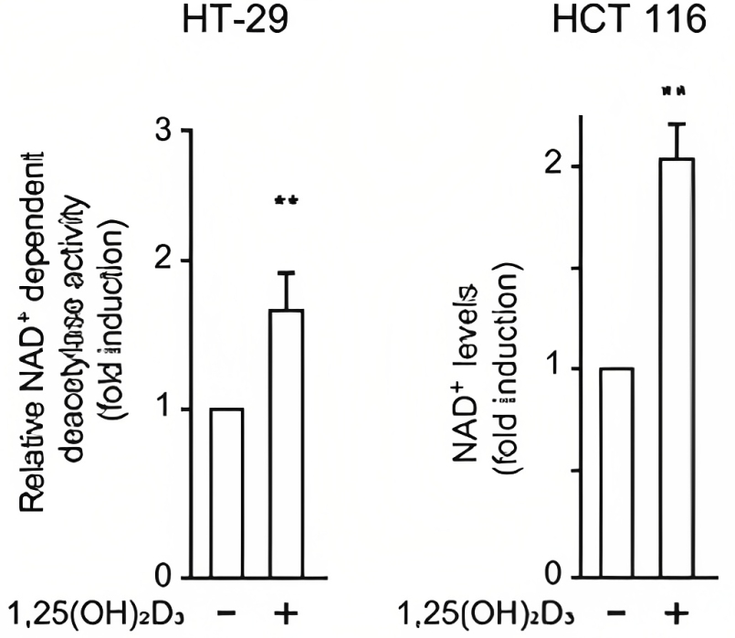  Vitamin D Enhances NAD+ Levels and SIRT1 Function. Calcitriol (1,25(OH)2D3), the active metabolite of vitamin D, doubles NAD+ levels and boosts SIRT1 function (Relative NAD+ dependent deacetylase activity) in both female (HT-29) and male (HCT 116) colorectal cancer cells.