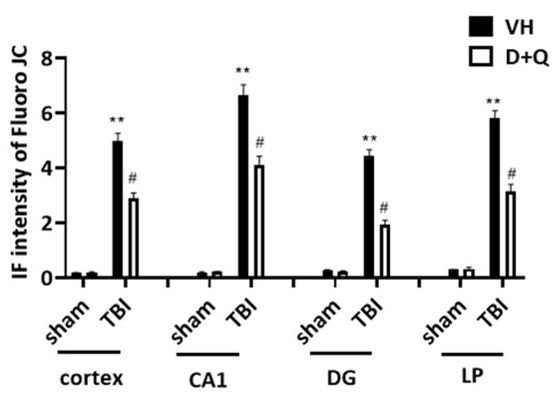 Neurodegeneration Reduction by Senolytic Therapy: D+Q Treatment Shows Decreased Fluroo JC Intensity in Cortex, Hippocampus (CA1 & DG), and Lateral Posterior Thalamus of TBI Mice
