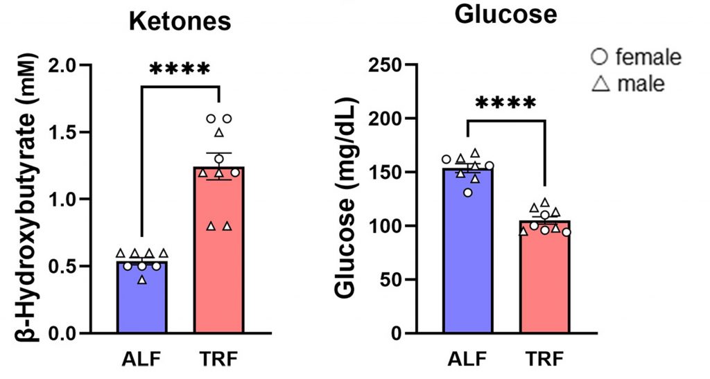 Time-Restricted Feeding (TRF) Effects on Blood Ketones and Glucose Levels. AD mice on a TRF diet (red) display increased blood ketone concentration (left) and decreased blood glucose concentration (right) compared to AD mice fed a regular diet (blue)."