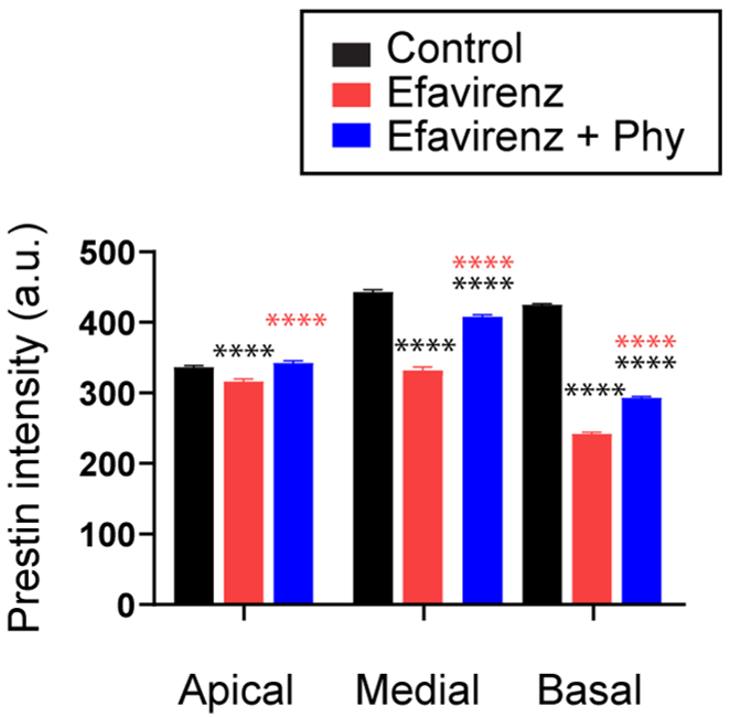 This picture shows something important called 'Prestin' that helps our ears work and hear sounds. In the red part, it shows that when mice are exposed to something called 'efavirenz,' the Prestin becomes smaller and doesn't work well in all parts of the ear (Apical, Medial, and Basal). But in the blue part, it shows that when mice take 'phytosterols,' the Prestin gets a little bigger again and starts working better.
