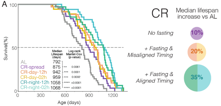 Lifespan Extension through Nighttime Caloric Restriction. The image demonstrates the effects of different caloric restriction strategies on mouse lifespan. Compared to mice with unrestricted diets (AL – ad libitum), calorically restricted (CR) mice show varying increases in lifespan: CR-spread (no fasting) 10.5% longer, CR-day-12h (12-hour daytime feeding) 18.9% longer, CR-day-2h (2-hour daytime feeding) 21.1% longer, CR-night-12h (12-hour nighttime feeding) 33.6% longer, and CR-night-2h (2-hour nighttime feeding) 34.8% longer.