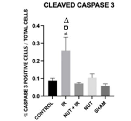 Elevated Caspase 3 Cells: Ischemia-Reperfusion Increases, Nutraceutical Solution (NUT+IR) Decreases Percentage in Liver Tissue