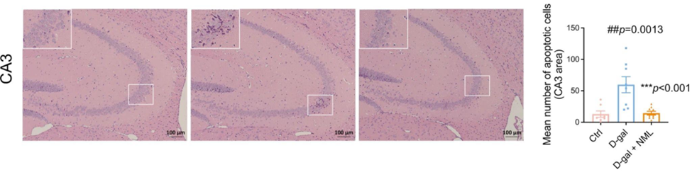 Nomilin's Neuroprotective Effects: Reversing Brain Cell Death in Premature Aging Mouse Model. Comparative hippocampal images: Left - Untreated | Middle - D-Galactose Treated | Right - Nomilin Rescued Brain Cells from D-Galactose Induced Damage.