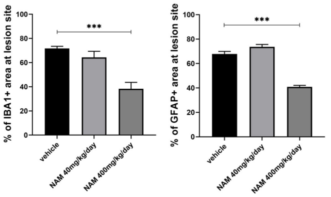 Big doses of nicotinamide make swelling cells (microglia) and star-shaped cells (astrocytes) near the corpus callosum owie spots go down. The pictures show that the swelling cells and star-shaped cells are much less when mice get lots of nicotinamide.